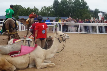Les dromadaires font leur course à Pornichet ! 