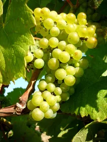 Muscadet : le début des vendanges c'est pour demain !