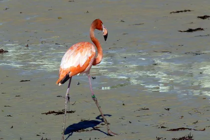 La Boissière-du-Doré : le flamant qui s'était échappé du zoo a été...