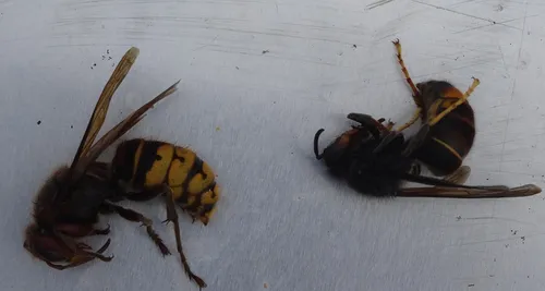 Saint-Nazaire : bloqués chez eux à cause de frelons asiatiques !