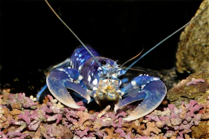 Lâcher de homards mardi au Croisic !