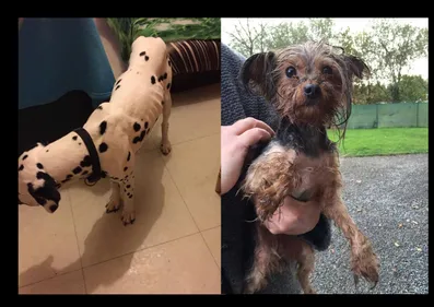 8 chiens en souffrance, retirés d'un logement du quartier Chantenay...