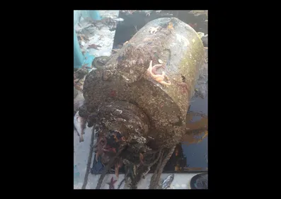 Dans les filets du chalutier pornicais... deux grenades historiques !