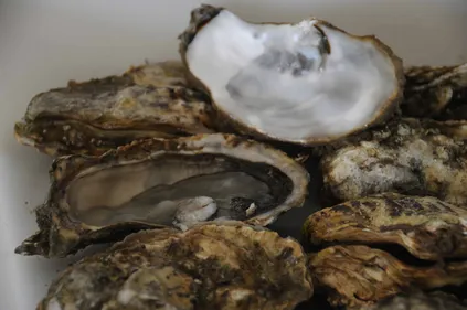 A Noël, ne jetez plus vos huîtres vides à la poubelle !