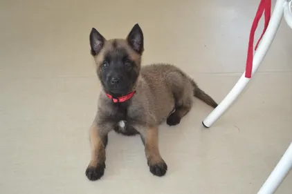 Chiot volé à l'arraché à Montoir-de-Bretagne : ses propriétaires...