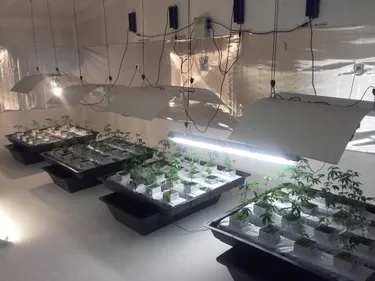 Près de 1 000 plants de cannabis découverts à la Limouzinière !