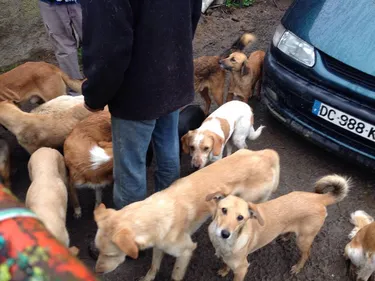 25 chiens sauvés au Loroux-Bottereau