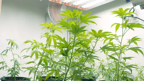 50 plants de cannabis découverts dans un T1 de 30 m² à Nantes
