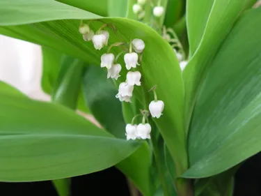Pays de Retz : 800 postes à pourvoir dans la cueillette du muguet !