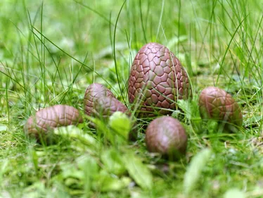 Une "chasse aux oeufs" organisée par le Secours populaire français...