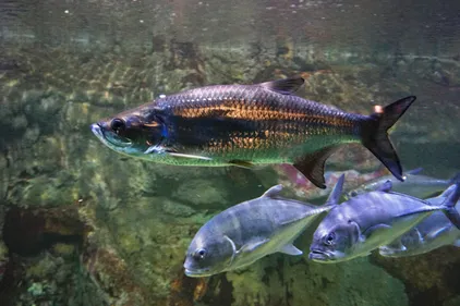 6 nouveaux tarpons à l'Océarium du Croisic