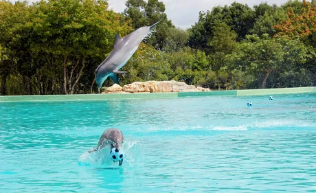 Un collectif se mobilise pour la défense des dauphins à...