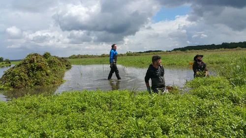 Grandlieu : un lieu magique pour lutter contre la jussie