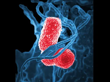 Une bactérie porte le nom de la ville de Nantes !