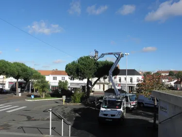 La ville de Saint-Brévin-les-Pins lutte contre le frelon asiatique