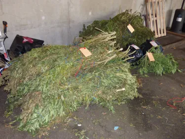 Grandchamp-des-Fontaines : plus de 250 pieds de cannabis, et 160...