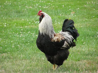 Le risque de grippe aviaire relevé dans l'Ouest