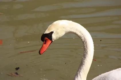 Un cas de grippe aviaire confirmé près d'Ancenis