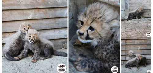 Port-Saint-Père : cinq nouveaux bébés guépards à Planète Sauvage