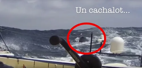 Vendée Globe : on connaît le responsable de l'abandon de Kito de...