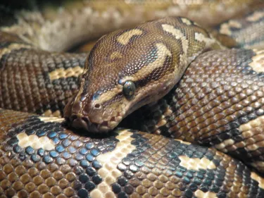 Saint-Nazaire : il va faire ses courses, un boa constrictor autour...