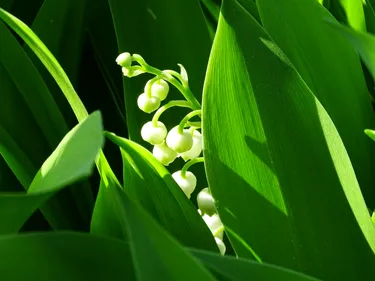 La Chapelle-Basse-Mer : l'or blanc  prêt à être distribué dans...