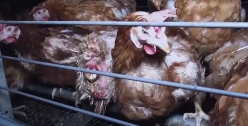 Poules "blessées" ou "déplumées" : un élevage avicole vendéen...