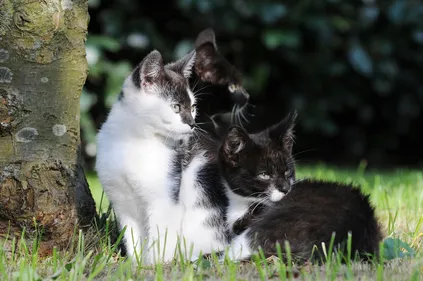 Nantes : l'offensive de la mairie contre les chats errants