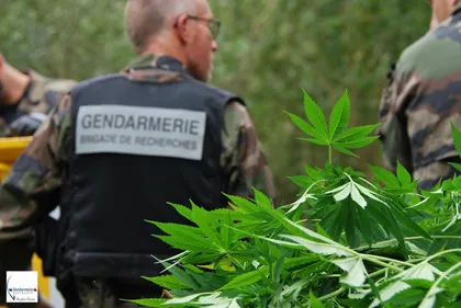 120 pieds de cannabis découverts sur une île sur la Loire