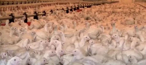 Vendée : les méthodes d'abattage de poulets mises en cause dans une...