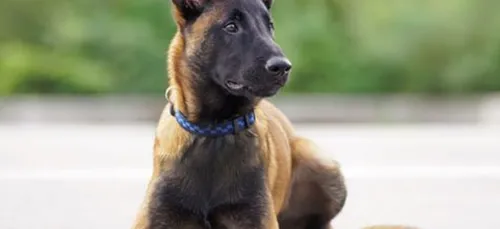 Un enfant mordu par un chien ce mardi à Calonne-Ricouart