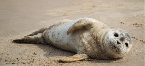 Phoque violemment frappé à Dunkerque : le pêcheur jugé ce mardi