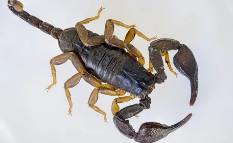 Un scorpion retrouvé à l'école primaire de Zudausques