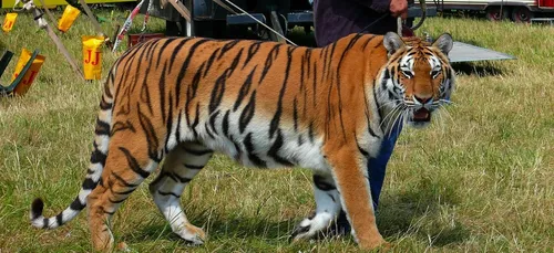 Les animaux sauvages dans les cirques itinérants...