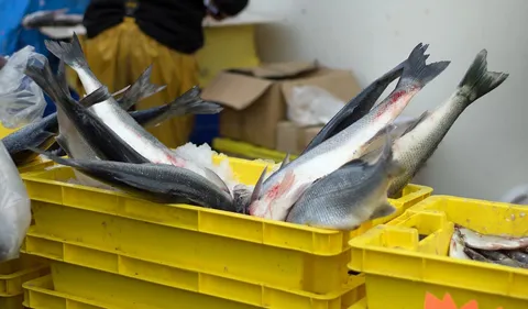 La criée de Dunkerque ferme ses portes