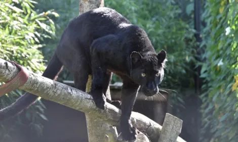 La panthère d'Armentières aurait été retrouvée aux Pays-Bas !