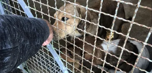 40 chiens récupérés par la SPA le week-end dernier à Wizernes.