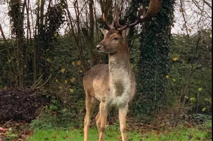Un daim surnommé Apollon devenu la mascotte du village de Lespesses
