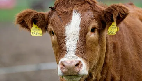 Un veau découpé en morceaux retrouvé dans un fossé à...