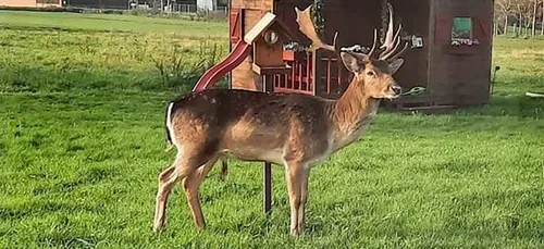 Coup de c-ur : Le daim Apollon a trouvé une famille d'accueil !