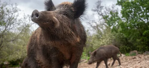 Une battue aux sangliers, ce mardi au Touquet