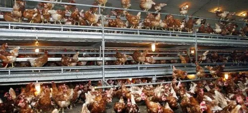 Pihem : Un projet d'extension de poulailler fait débat