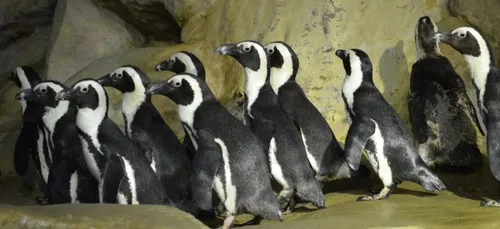 Nausicaa : 4 petits manchots ont rejoint l'aquarium de Croisic