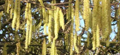 Les pollens déjà de retour !