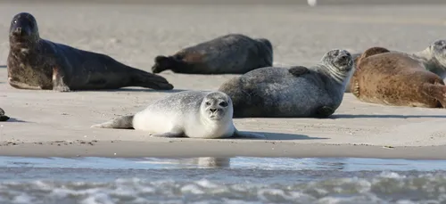 Les phoques de retour sur la Côte d'Opale près de Calais