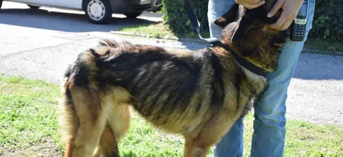 Calais : Le propriétaire de Sultan condamné