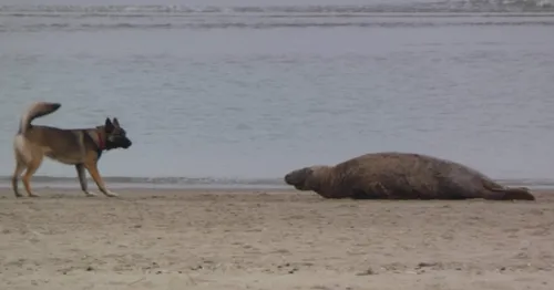 Dunkerque : agressé par un chien, Pépère le phoque va bien