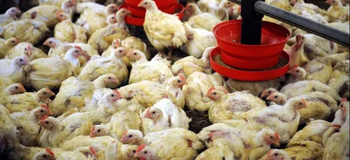 Offekerque: Le projet d'extension d'un poulailler industriel...