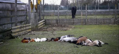 Actes de torture et de barbarie : Une trentaine d'animaux retrouvés...