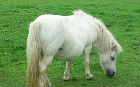 Leforest : une cagnotte en ligne pour les propriétaires des animaux...